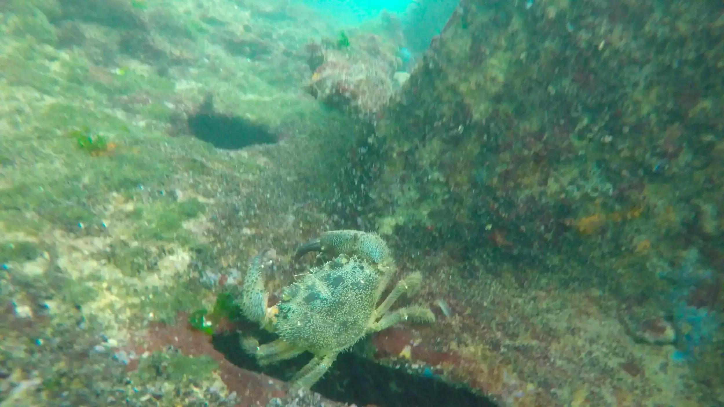 PADI 5 Star Dive Center Baracuda