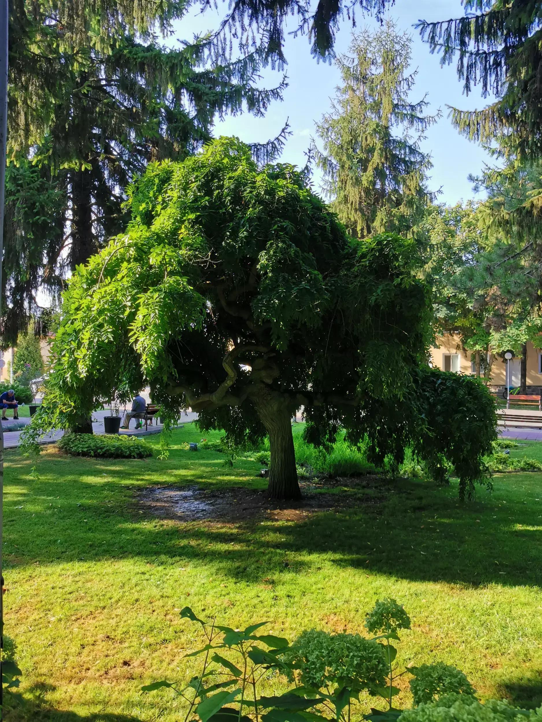 Кметство Щръклево