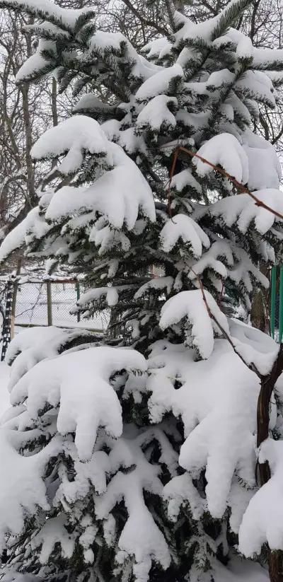 Кметство Островче