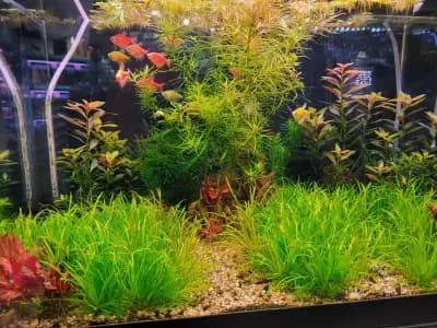 АКВАДИЗАЙН Акваристика-бул.Ситняково