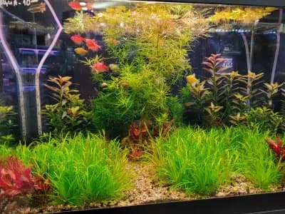 АКВАДИЗАЙН Акваристика-бул.Ситняково