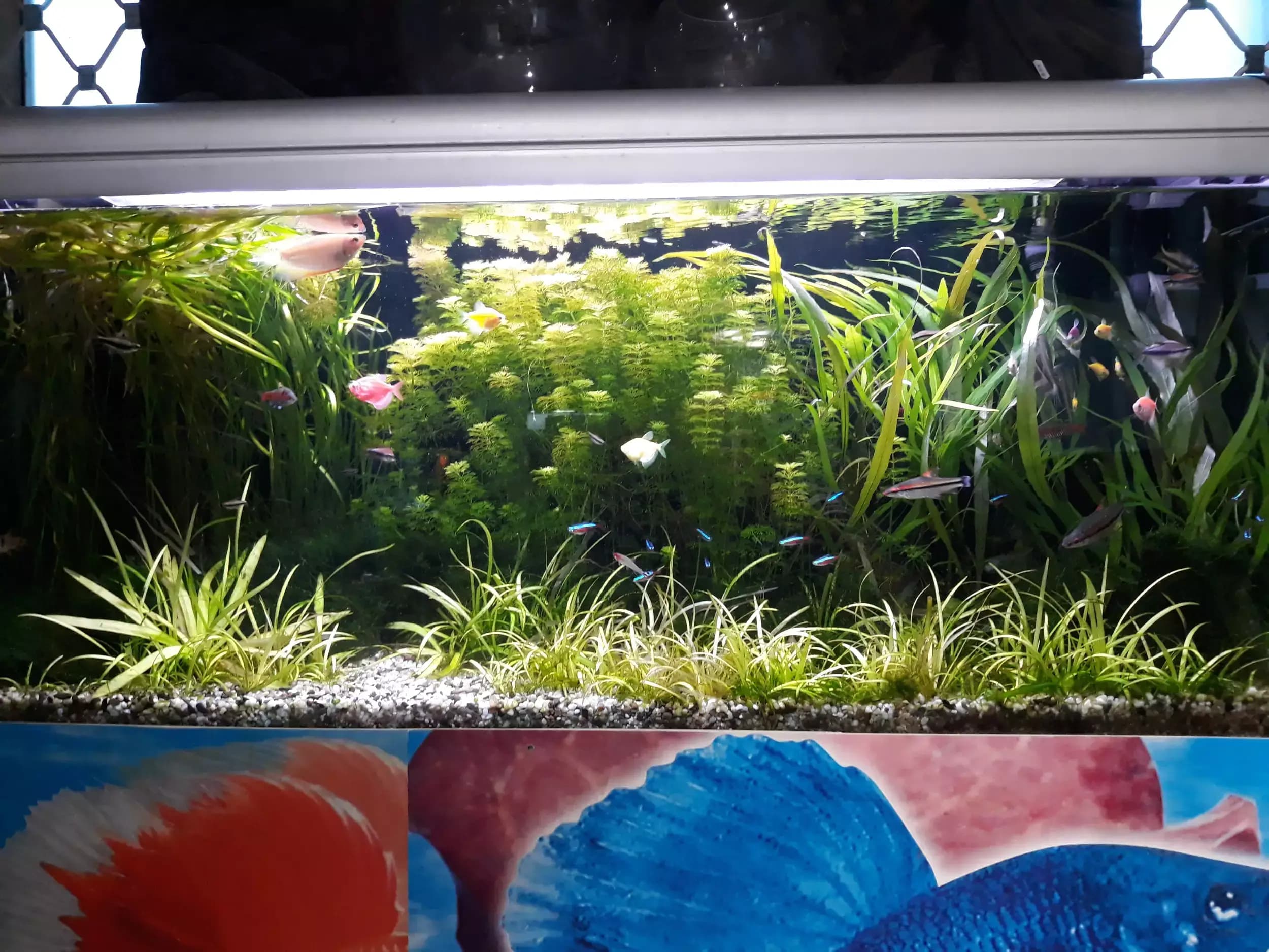 АКВАДИЗАЙН Акваристика-бул.Ситняково